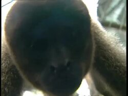 CU Sagui monkey looking into camera Stock Footage