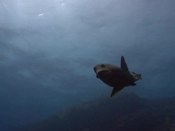 Napoleon Wrasse (Cheilinus undulatus) Stock Footage