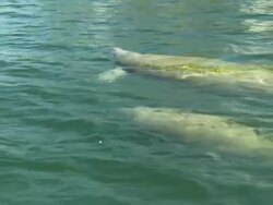Manatees swimming, breathing, Florida, North Atlantic Ocean  Stock Footage