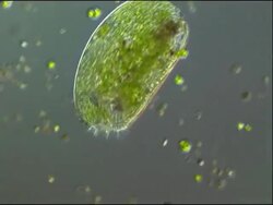 Climacostomum sp. Ciliate protozoan feeding on algal cells. It uses a crown of cilia (hair-like appendages) to waft algae into its mouth Stock Footage