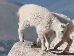 MS Shot of Mountain goat (Oreamnos americanus) kids plaing and juming on each other on boulder / Idaho springs, Colorado, United States Stock Footage