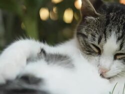 HD: Kitten Cleaning Itself Stock Footage