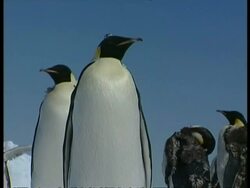 CU Emperor Penguins, Aptenodytes forsteri, standing, against blue sky, Antarctica Stock Footage