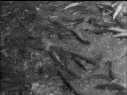 POOR FISH! News Clip