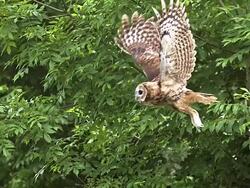 MS SLO MO Shot of Tawny Owl flying / Vieux Pont en Auge, Normandy, France Stock Footage