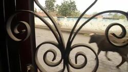 Bulls for 'toros de pueblo' in the Ecuadorian Highlands Stock Footage