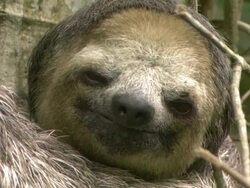 Close Up hand-held - A sloth looks up and down while holding onto a tree / Manaus, Brazil Stock Footage