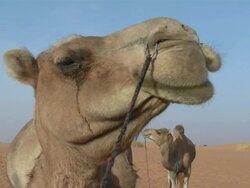 CU Camel ruminating / Atar, ADRAR, Mauritania Stock Footage