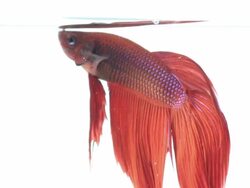 Red color siamese fighting fish with beautiful tail Stock Footage