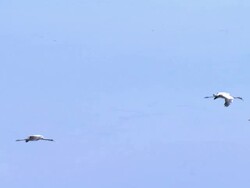 Aerial Common cranes (Grus grus) above the Hula valley in the Upper Galilee, Hula valley, Israel Stock Footage