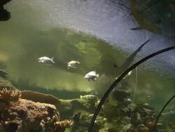 Shark Reef Stock Footage