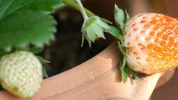 strawberry in nature Stock Footage