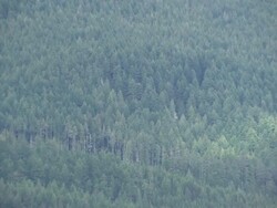 Washington mudslide aftermath operation News Clip