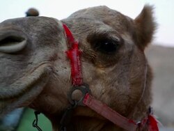 Camel Close Up Stock Footage