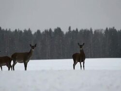 Deer Stock Footage