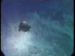 MS Sea slug, Spanish dancer, swimming, low angle view, looking up at sunburst, Israel Stock Footage