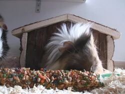 Guinea Pigs Stock Footage
