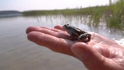 Slow motion: frog jumping off on a hand Stock Footage