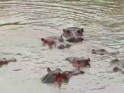 MS Group of hippopotamus swimming in River / National Park, Africa, Kenya Stock Footage