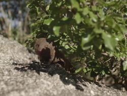 MS Mongoose on rock / Hoedspruit, South Africa Stock Footage
