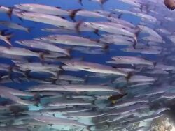 School of fish Stock Footage