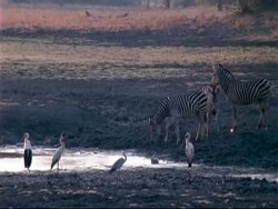 MS three Plains Zebra, Boehm's race, cautiously approach waterhole, one drinks, water birds in foreground, Mana Pools, Zimbabwe Stock Footage