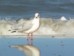 Seagull at the beach + Audio Stock Footage