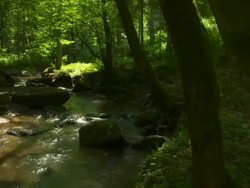 Rocky Stream in Green Forest Crane Shot Stock Footage
