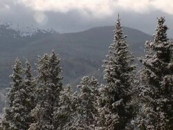 MS Shot of snow falling on evergreen trees at Colorado Rockies in winter storm / Colorado, United States Stock Footage