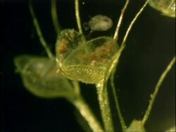 Aldrovanda, Water Wheel Plant catching Daphnia, UK Stock Footage