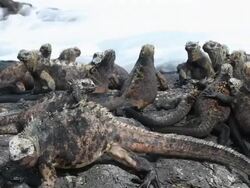 Galapagos Marine Iguanas HD video. Isabella Island. Ecuador Stock Footage