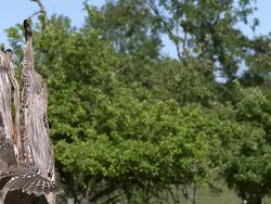 MS SLO MO Owl taking off from tree trunk / Vieux Pont, Normandy, France Stock Footage