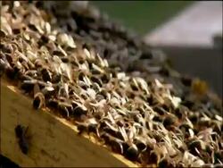 Honey bees on comb, side view, Andalucia, Spain Stock Footage