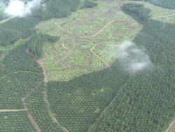 Aerial palm oil plantation, Maliau Basin, Sabah, Malaysia, Borneo Stock Footage