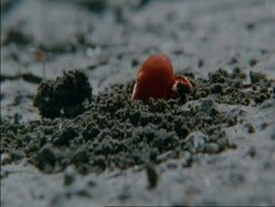 CU Red spider mite crawling around ground, digging, Botswana, Africa Stock Footage