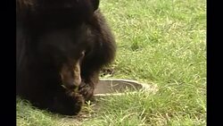 Moon Bear Sanctuary in China News Clip