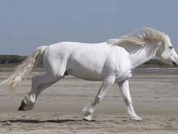 MS TS SLO MO Shot of Camargue Horse Stallion Galloping on Beach / Saintes Maries de la Mer, Camargue, France Stock Footage