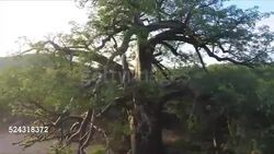 Baobab Tree, Limpopo Province, South Africa Stock Footage