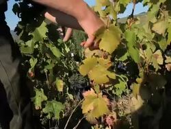 man cutting grapes off the vine Stock Footage