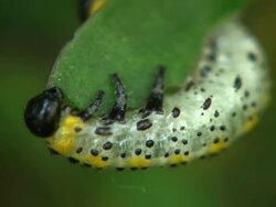 Caterpillar Stock Footage