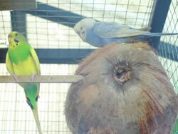 Green Budgie Stock Footage