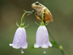 Frog Hanging On Stock Footage