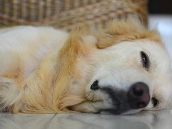Sickness Golden Retriever Dog Stock Footage