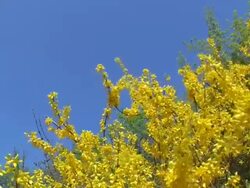 Gelbe Forsythien (Forsythia) - Flowers Stock Footage