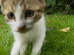 HD: Kitten Playing With A Mouse Stock Footage