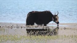 tibetan yaks (Bos grunniens) drinking water Stock Footage