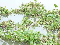 Water hyacinth Stock Footage