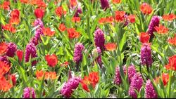 The world famous Keukenhof Gardens in Lisse in the Netherlands, the most famous Spring garden in the world. Stock Footage