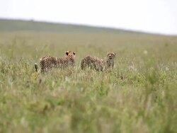 Cheetah Stock Footage