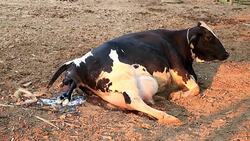 Calving cows on a local farm in a natural way. Stock Footage